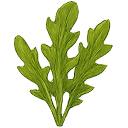 Protocollo Algaspring – Rucola