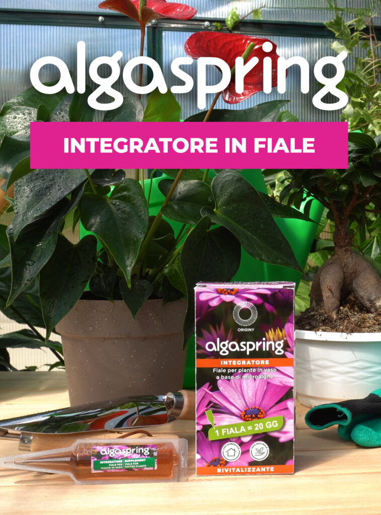 Algaspring Integratore in fiale per piante in vaso, trattamento rivitalizzante